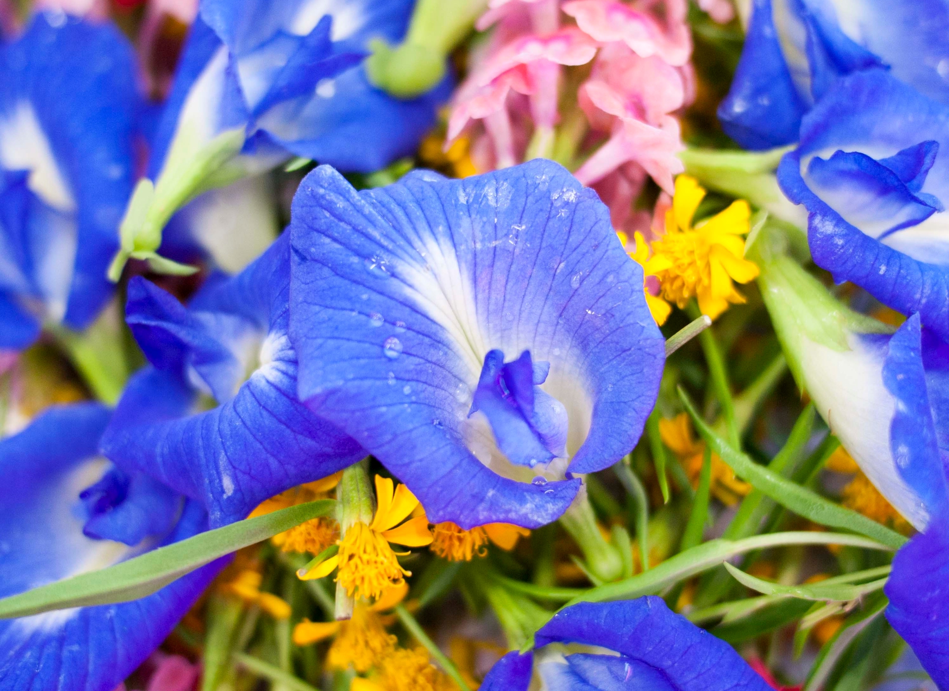 , Our Garden City: 5 minutes with Edible Garden City&#8217;s Bjorn Low