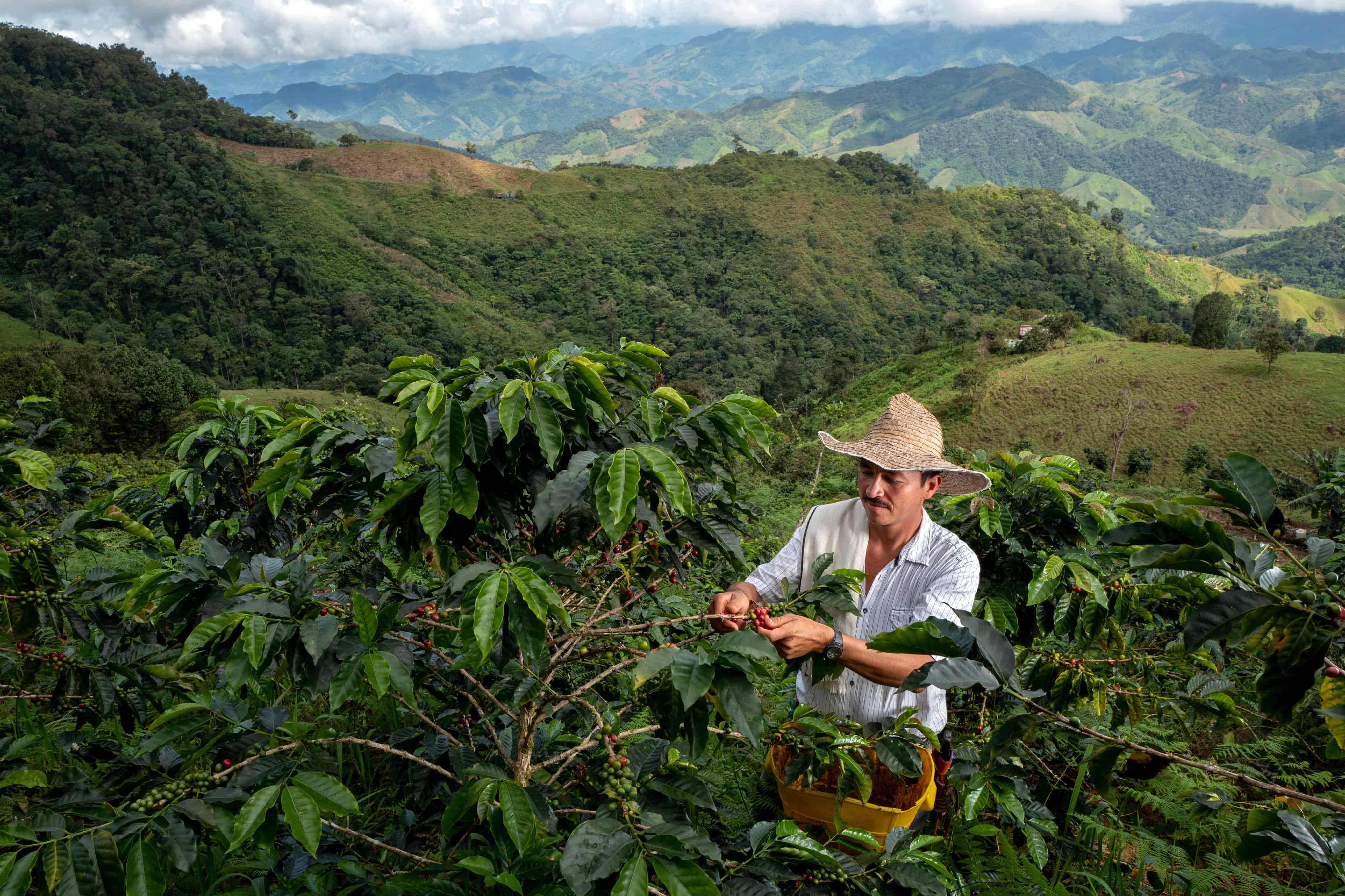 , Say yes to sustainable coffee