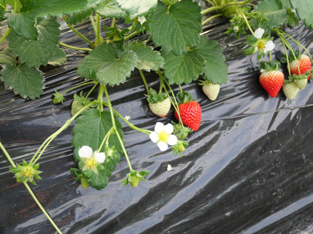 , Launch of speciality Japanese strawberries and products