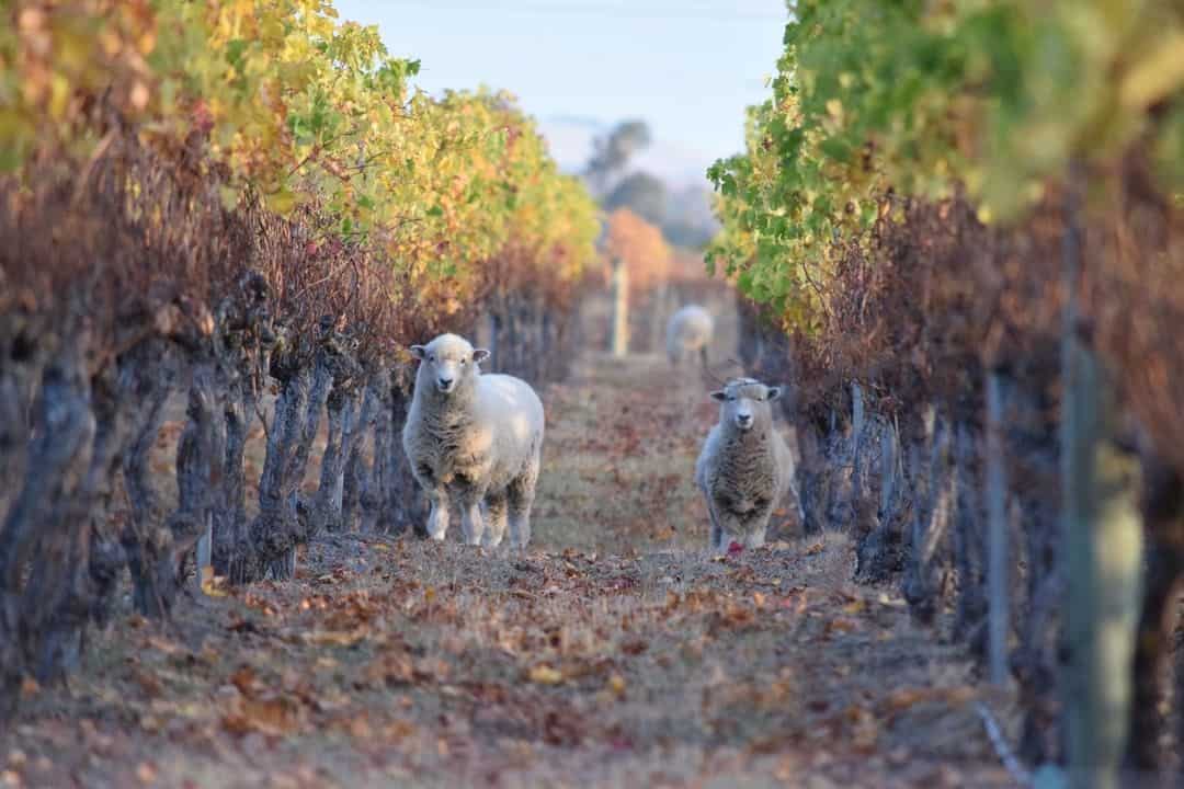 , The Green Vines