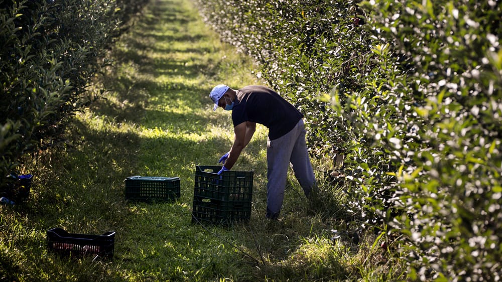 , Delicious Fruits &#8211; Connected Continents