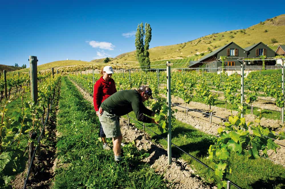 , Mapping Out Wine Sustainability