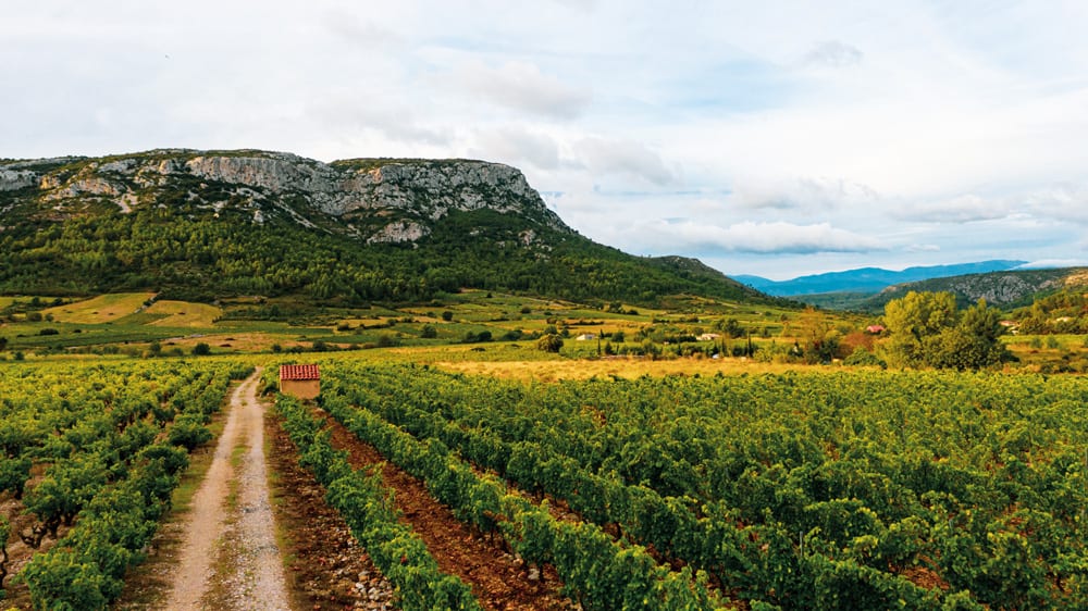 , The Best Wine You’ve Never Tasted &#8211; Old Vine Grenache/Garnacha