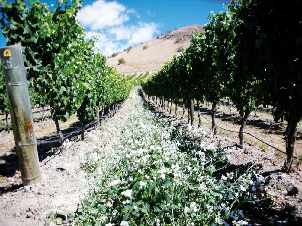 , Mapping Out Wine Sustainability