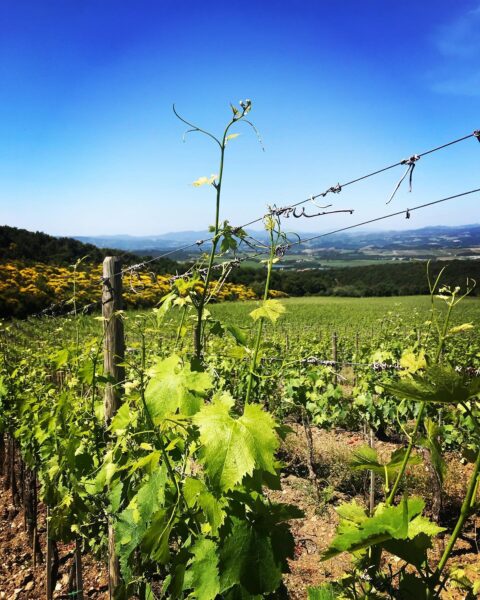Poggio Antico