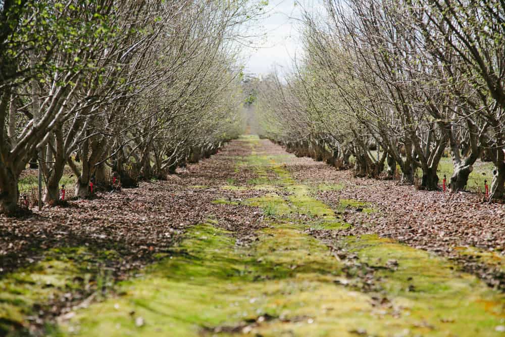 , Unquestionably The Finest Truffle Experience In Vietnam