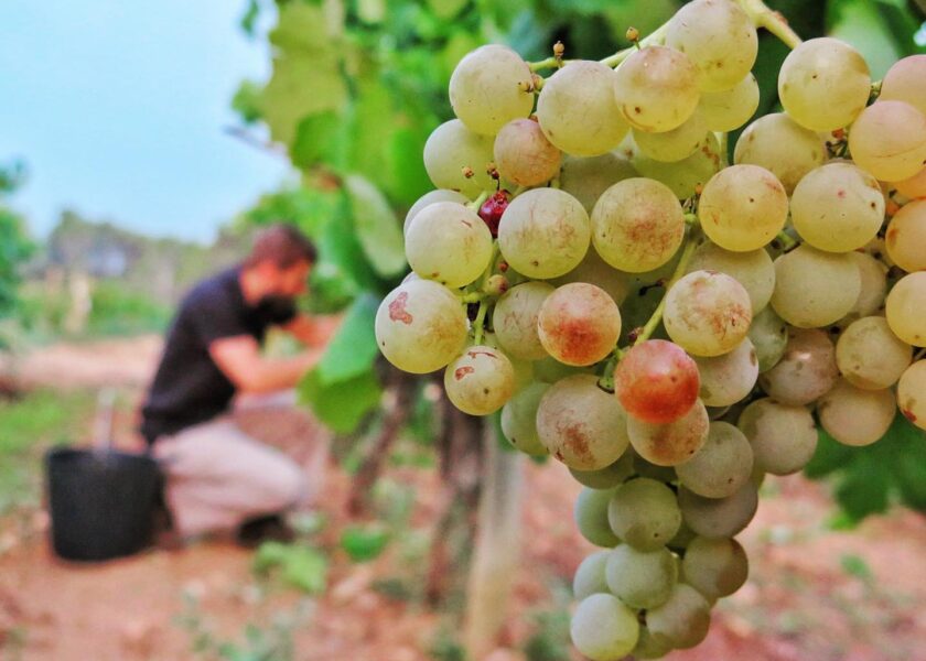 , Agusti Torello Mata: An ode to the Spanish art of Cava