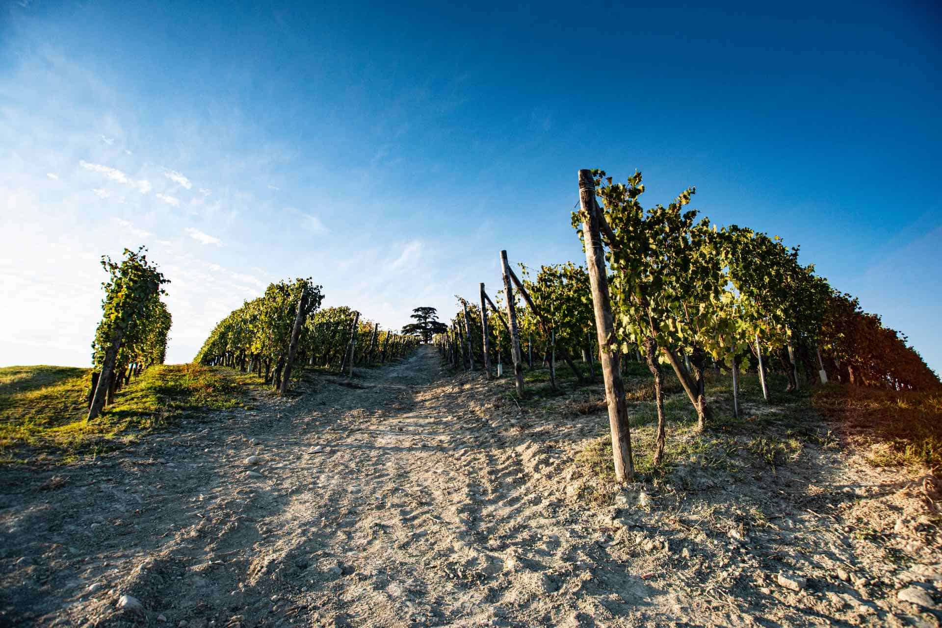 , Cordero di Montezemolo is an exemplar of viticulture six centuries in the making