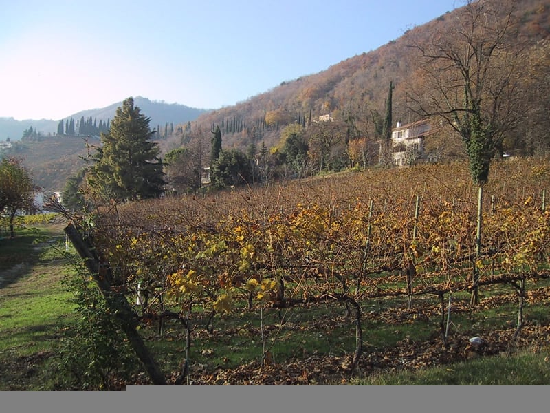 Nino Franco vineyard