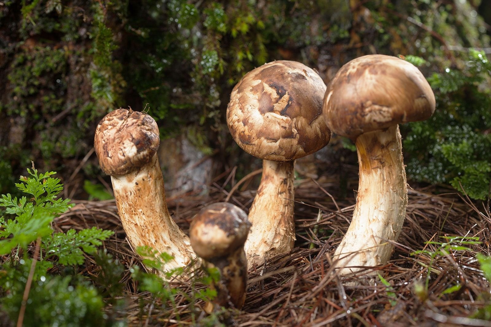 , Mushrooms More Precious Than Gold