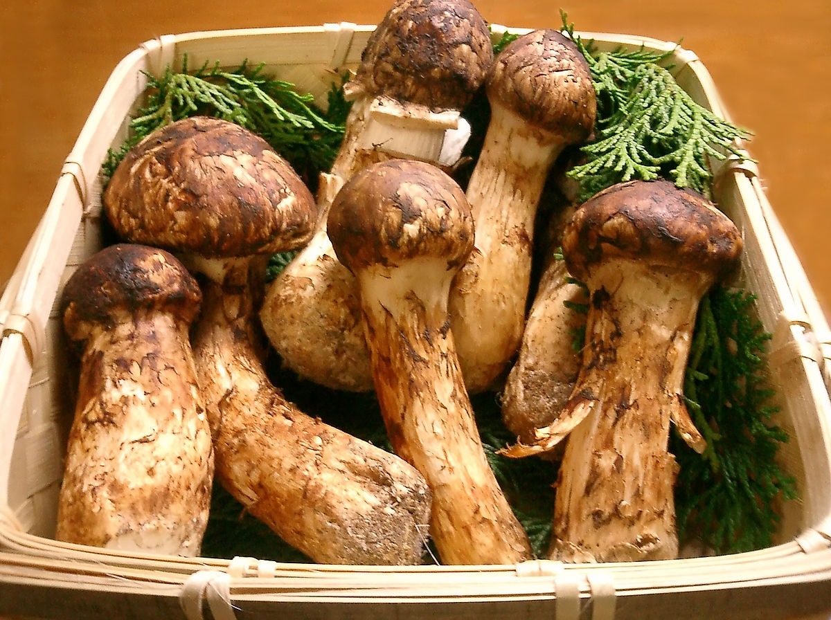 , Mushrooms More Precious Than Gold