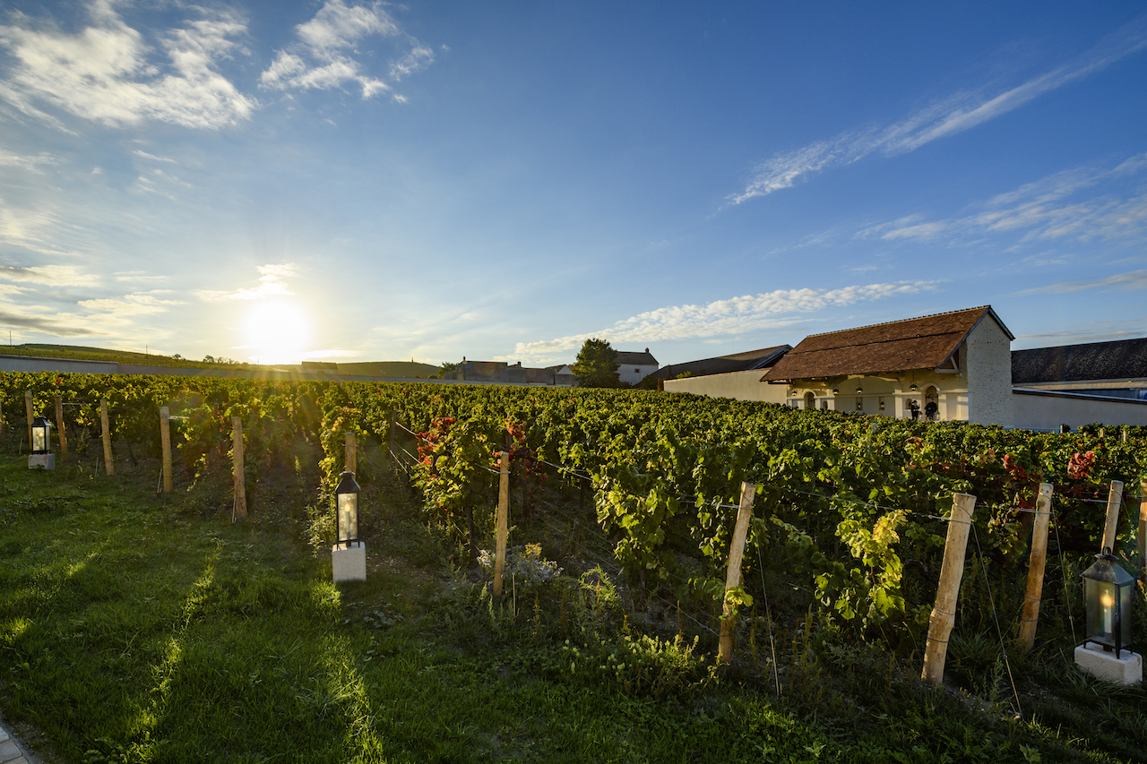 How Top Champagne Houses Are Championing Sustainability, How 3 Top Champagne Houses Are Championing Sustainability