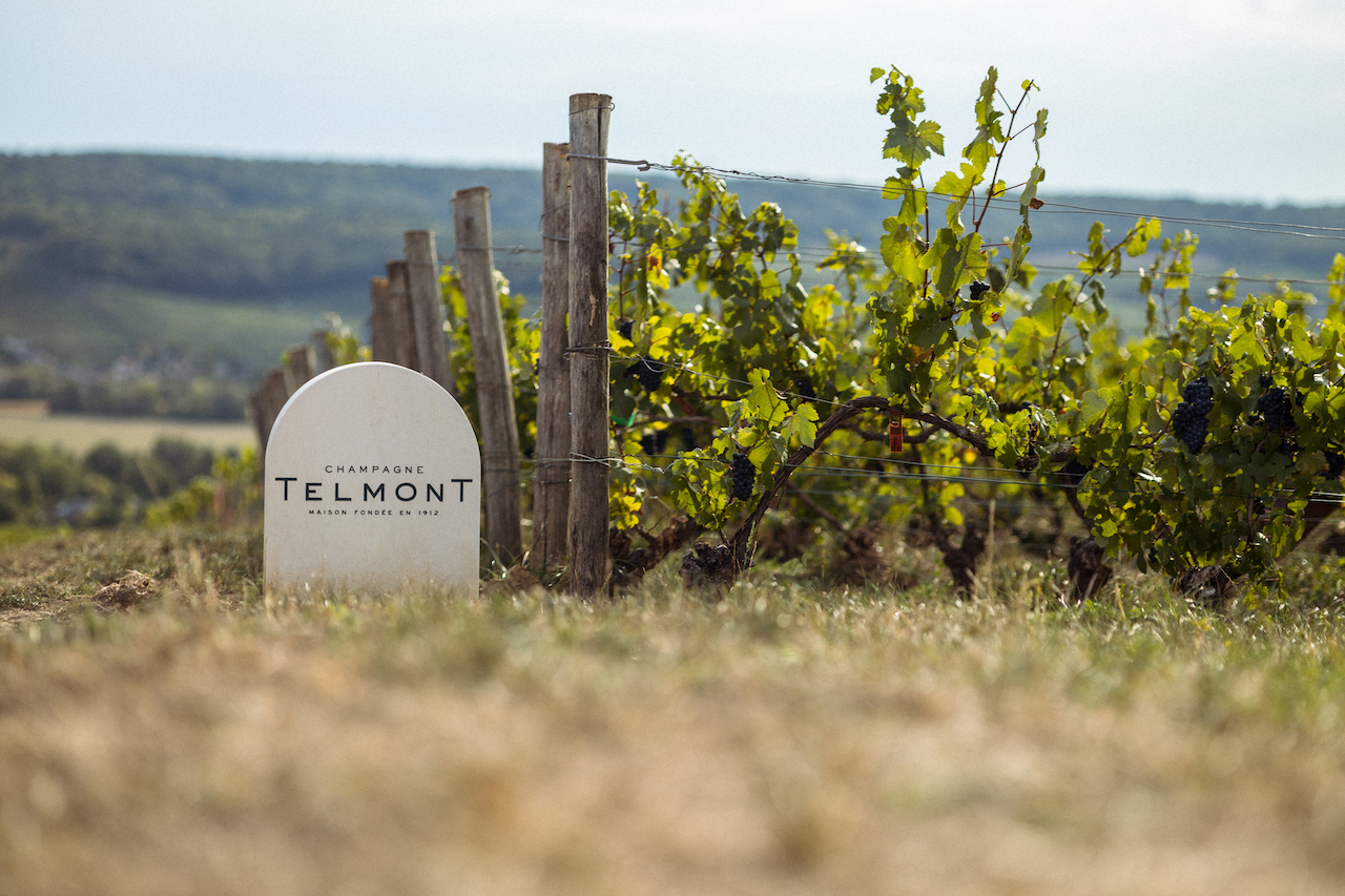 How Top Champagne Houses Are Championing Sustainability, How 3 Top Champagne Houses Are Championing Sustainability