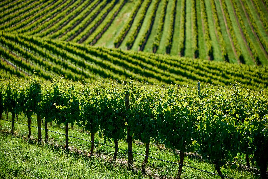 Penfolds technology sustainability future proofing winemaking, Penfolds winemaker Steph Dutton on technology, sustainability and future proofing in winemaking