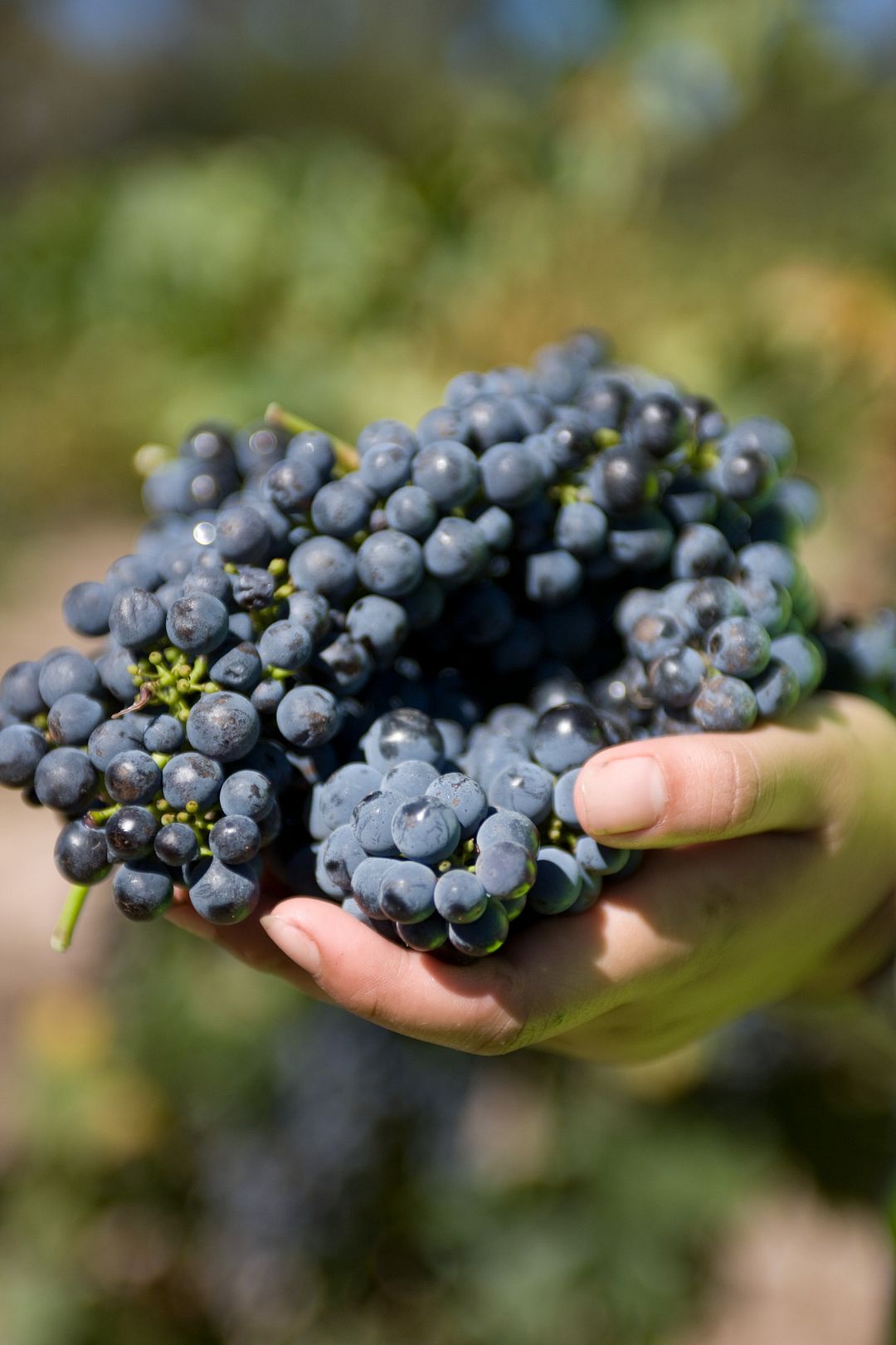 Penfolds technology sustainability future proofing winemaking, Penfolds winemaker Steph Dutton on technology, sustainability and future proofing in winemaking