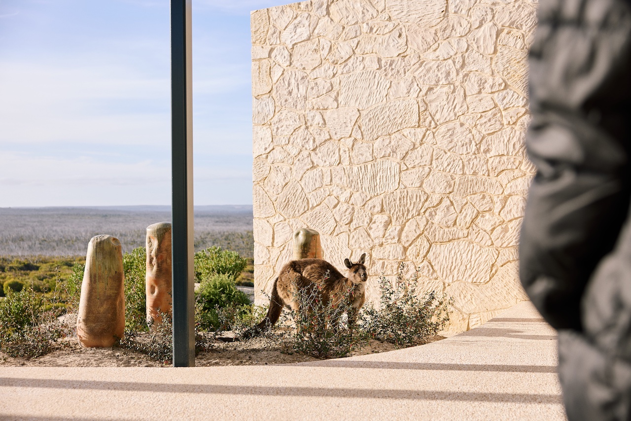 Kangaroo, Discover Kangaroo Island: Nature’s Playground Renewed