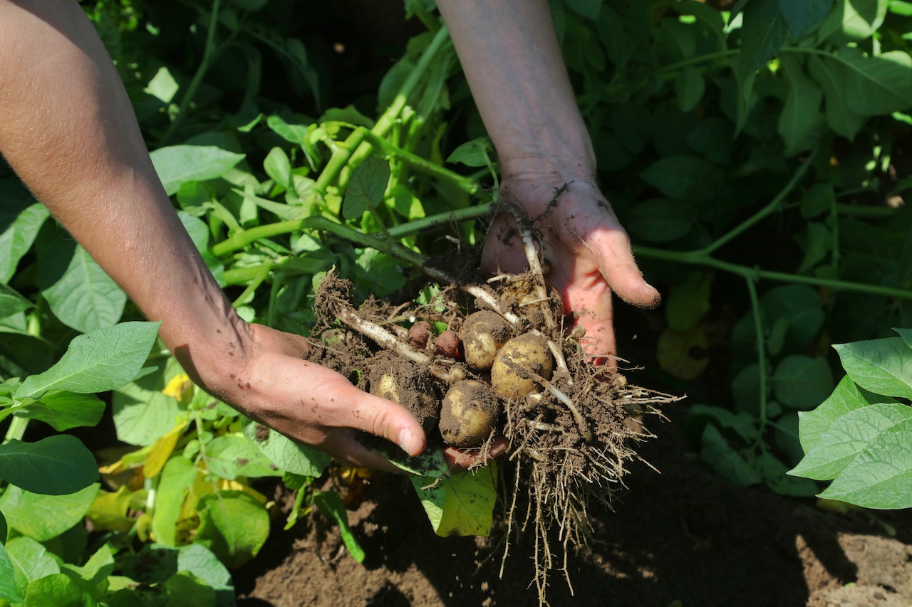belgium, Fresh from Belgium: Belgian potatoes &#8211; rooted in excellence
