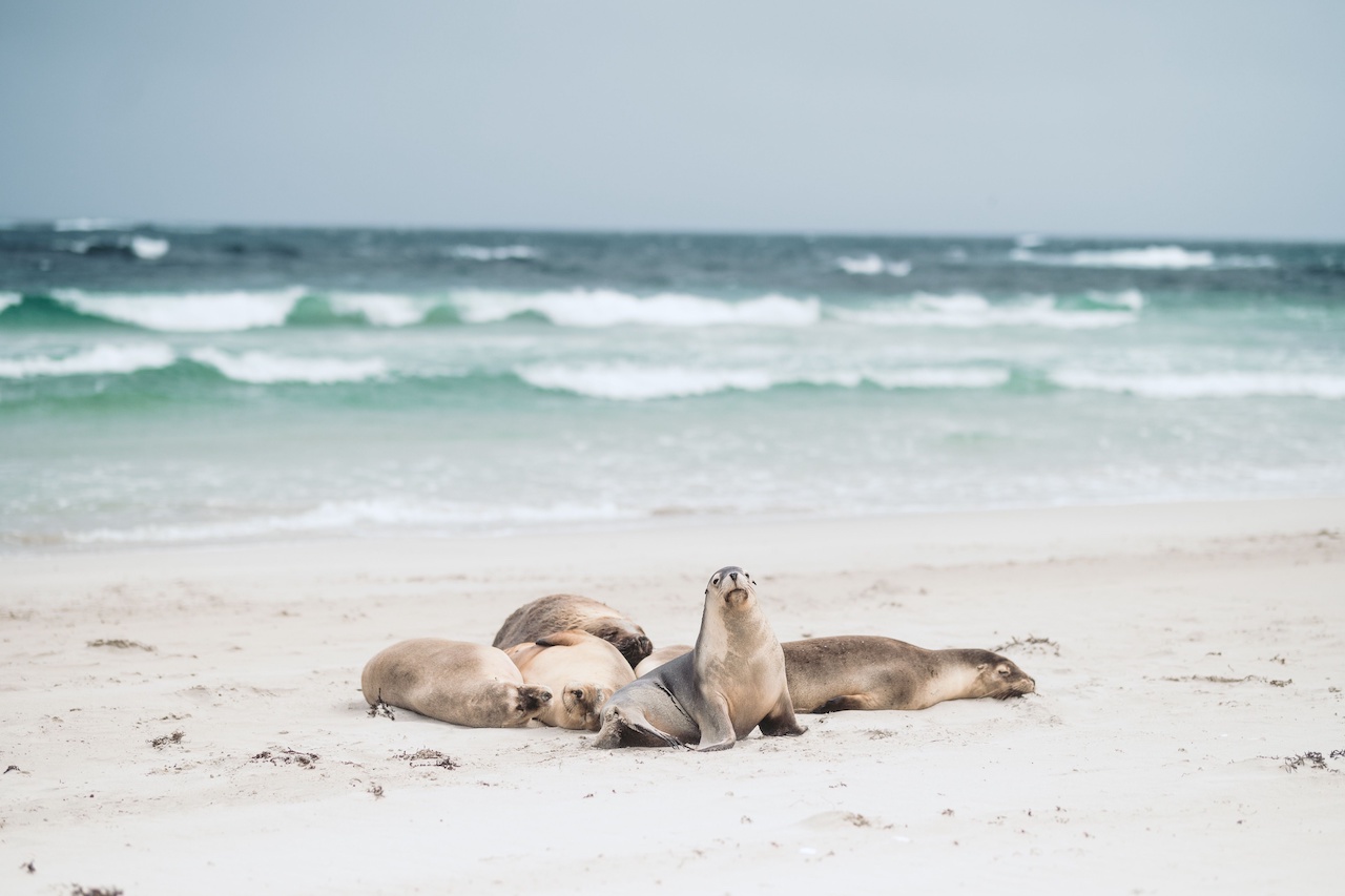 Kangaroo, Discover Kangaroo Island: Nature’s Playground Renewed