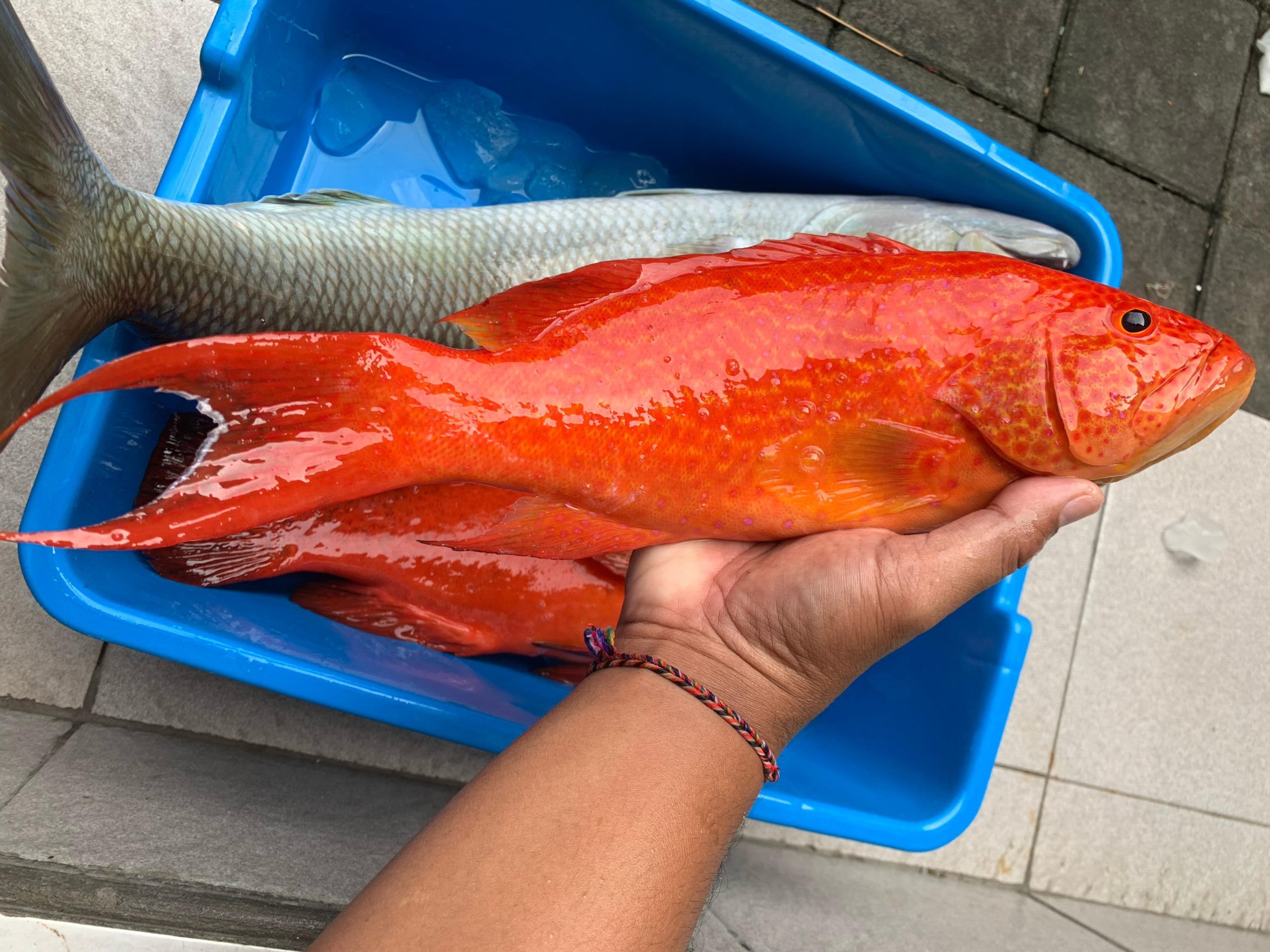 Line-caught fish, The Art of Ike Jime: Line-Caught Fish from Bali
