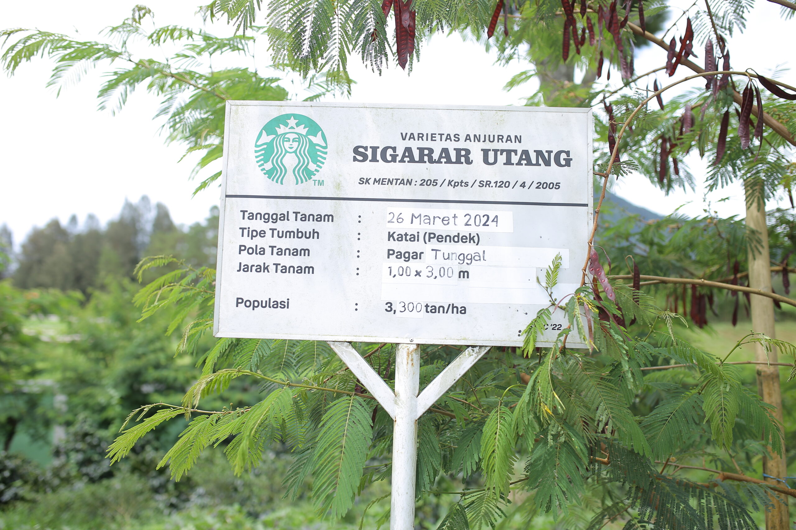Starbucks Origins Experience in North Sumatra, From Crop to Cup: Starbucks Origins Experience in North Sumatra