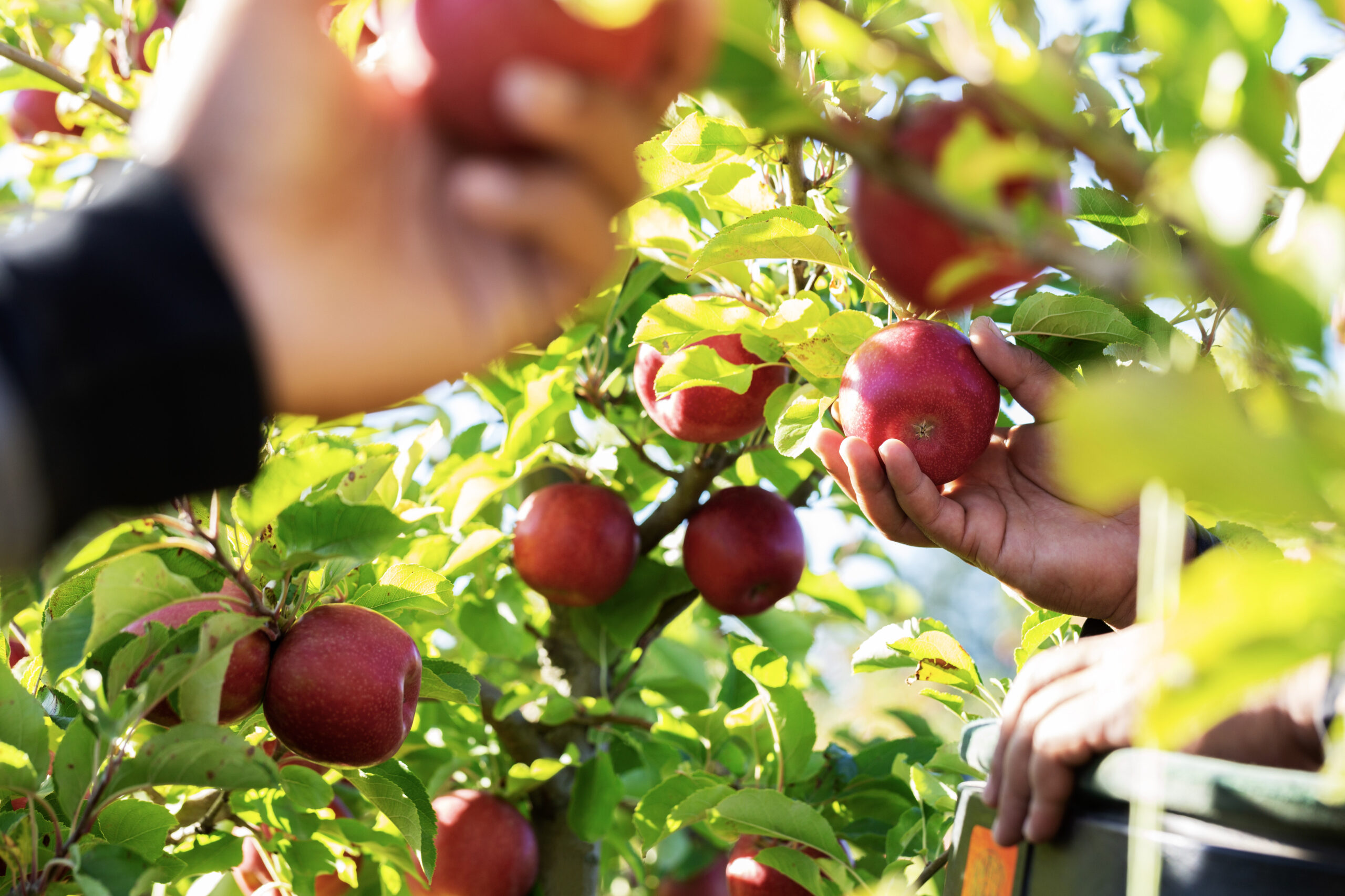 Made with care, Made With Care: From New Zealand, with Heart