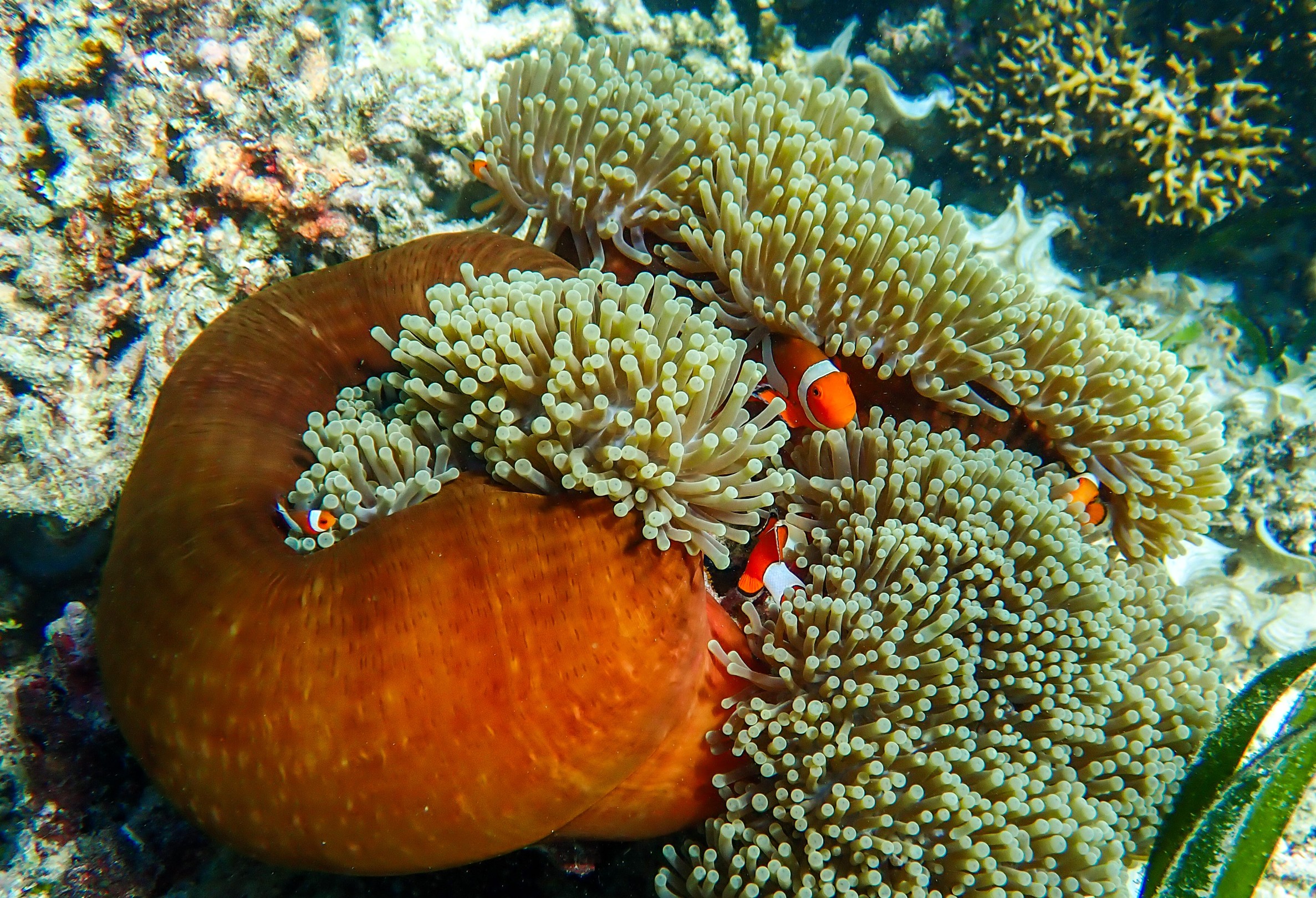 sudamala seraya coral conservation, Sudamala Resort, Seraya Steps Up for Coral Conservation