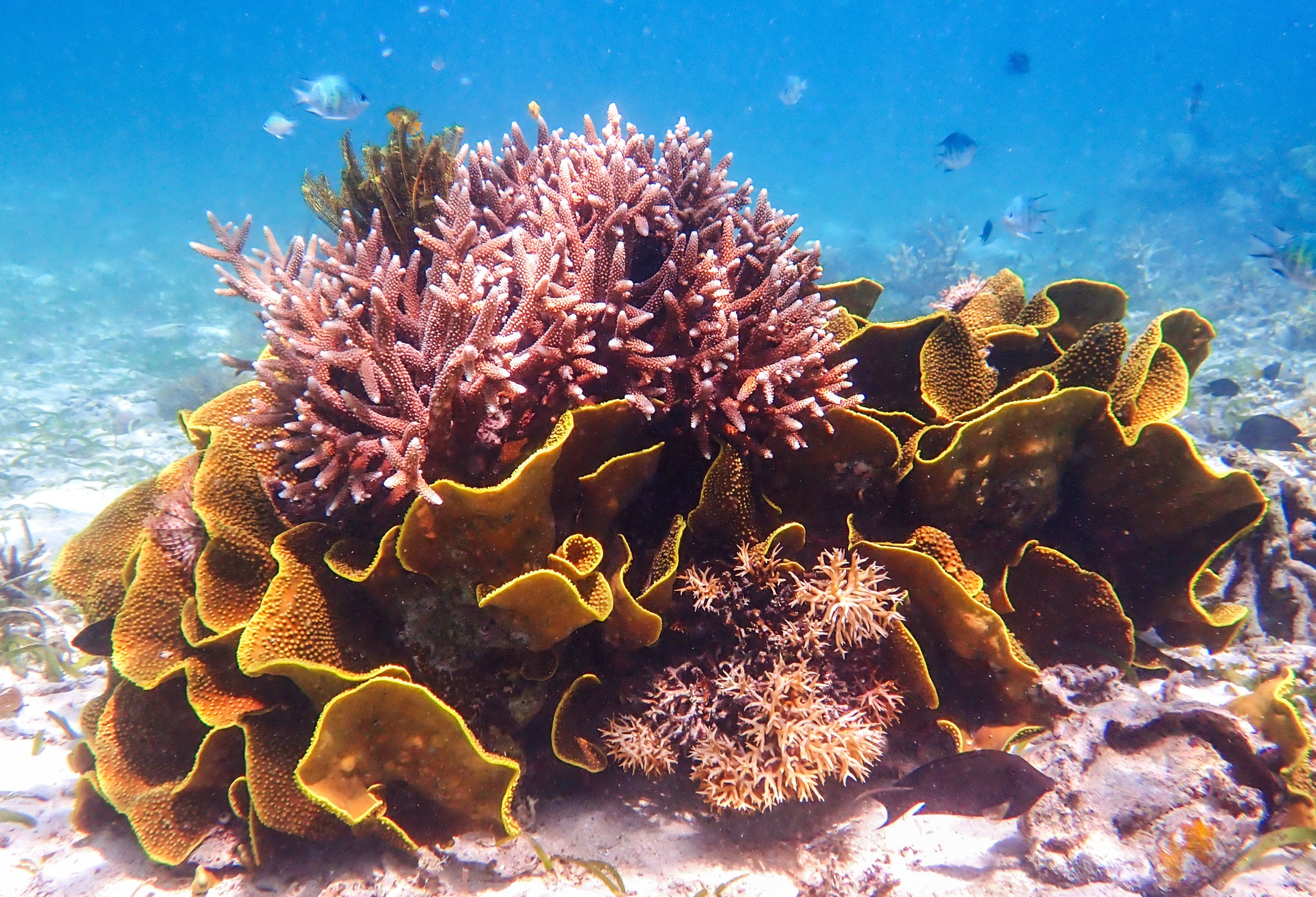 sudamala seraya coral conservation, Sudamala Resort, Seraya Steps Up for Coral Conservation