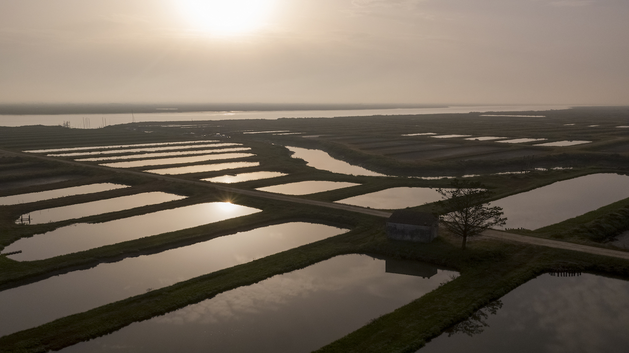 oysters wine, Franciacorta & Marennes Ol&eacute;ron: Cracking the Code on Wine and Oyster Alchemy