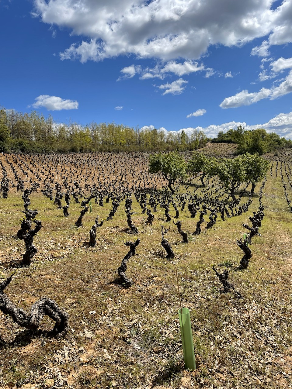 C&eacute;sar M&aacute;rquez, C&eacute;sar M&aacute;rquez Is Redefining Spanish Wine Through Bierzo&rsquo;s Old Vines
