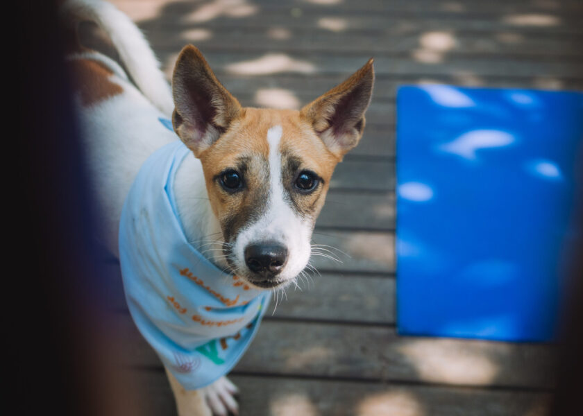 Puppy Yoga at Hotel Indigo Bali Seminyak Beach