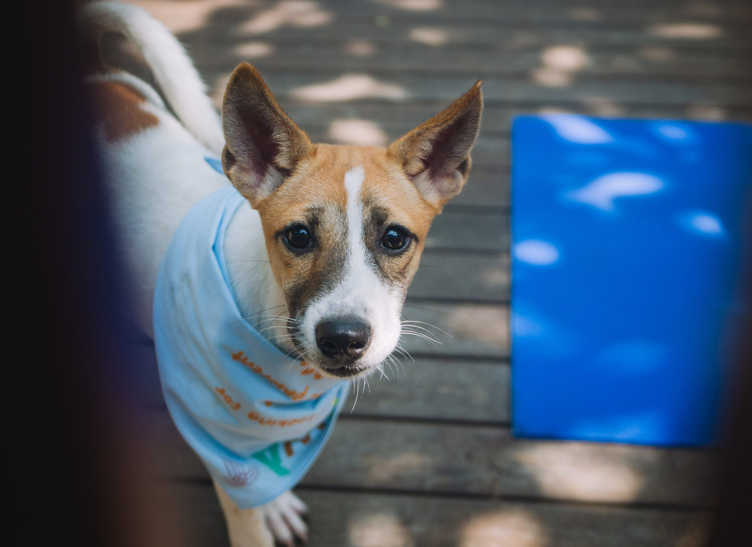 Puppy Yoga at Hotel Indigo Bali Seminyak Beach