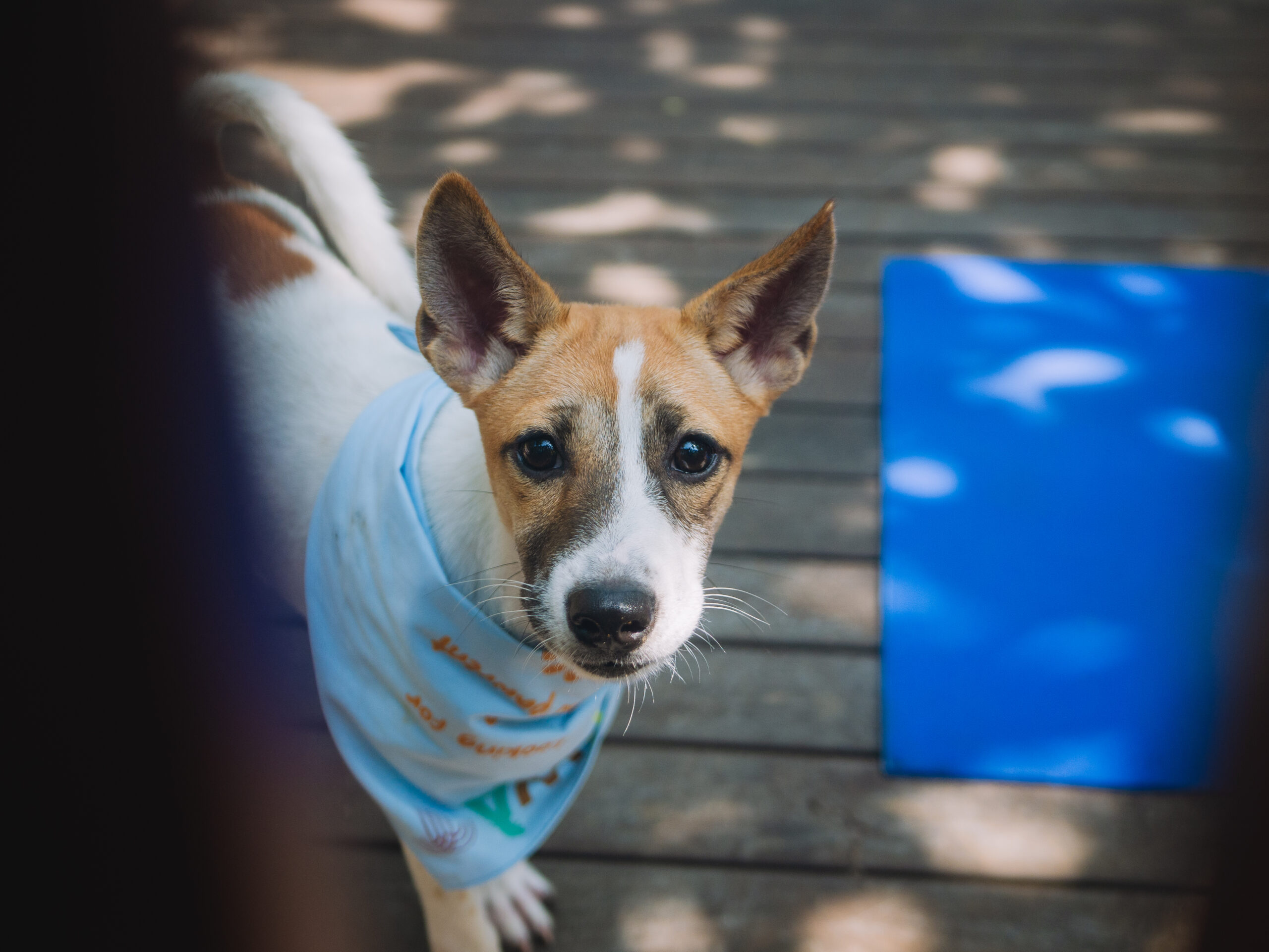 Puppy Yoga at Hotel Indigo Bali Seminyak Beach