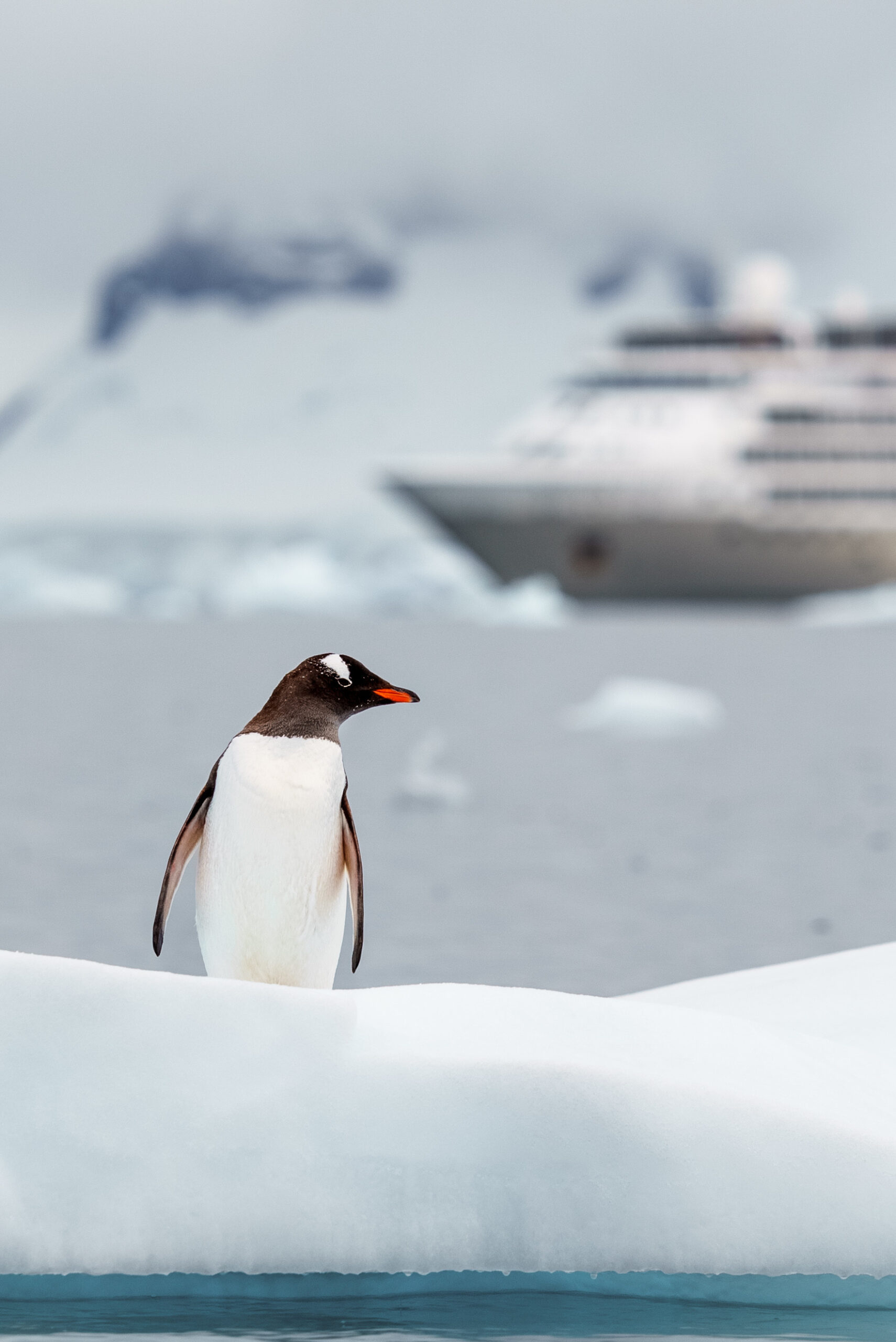 , Inside Silversea’s Antarctica Fly-Cruise Experience
