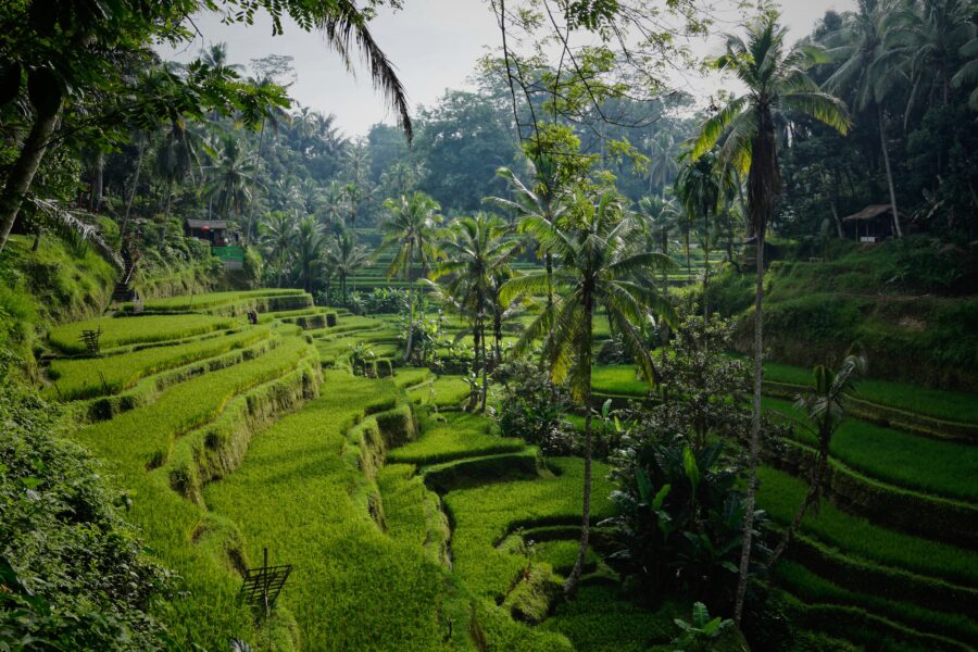 Bali Sustainability Green Waste