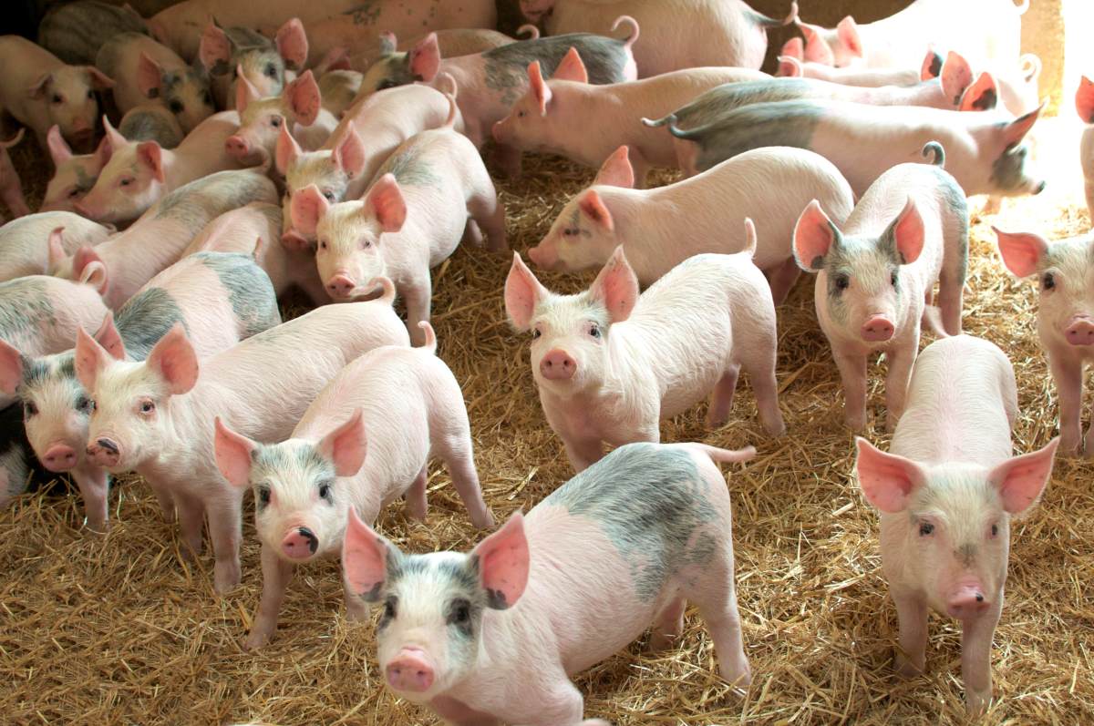 , British Pork Quality, Transparency, and a New Partnership for Vietnam