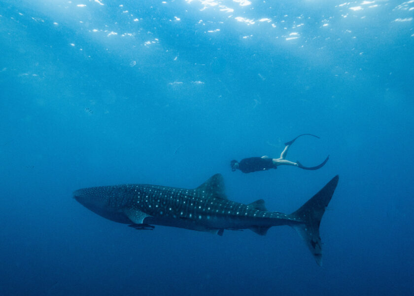 Whale shark Saleh Bay Sumbawa Indonesia