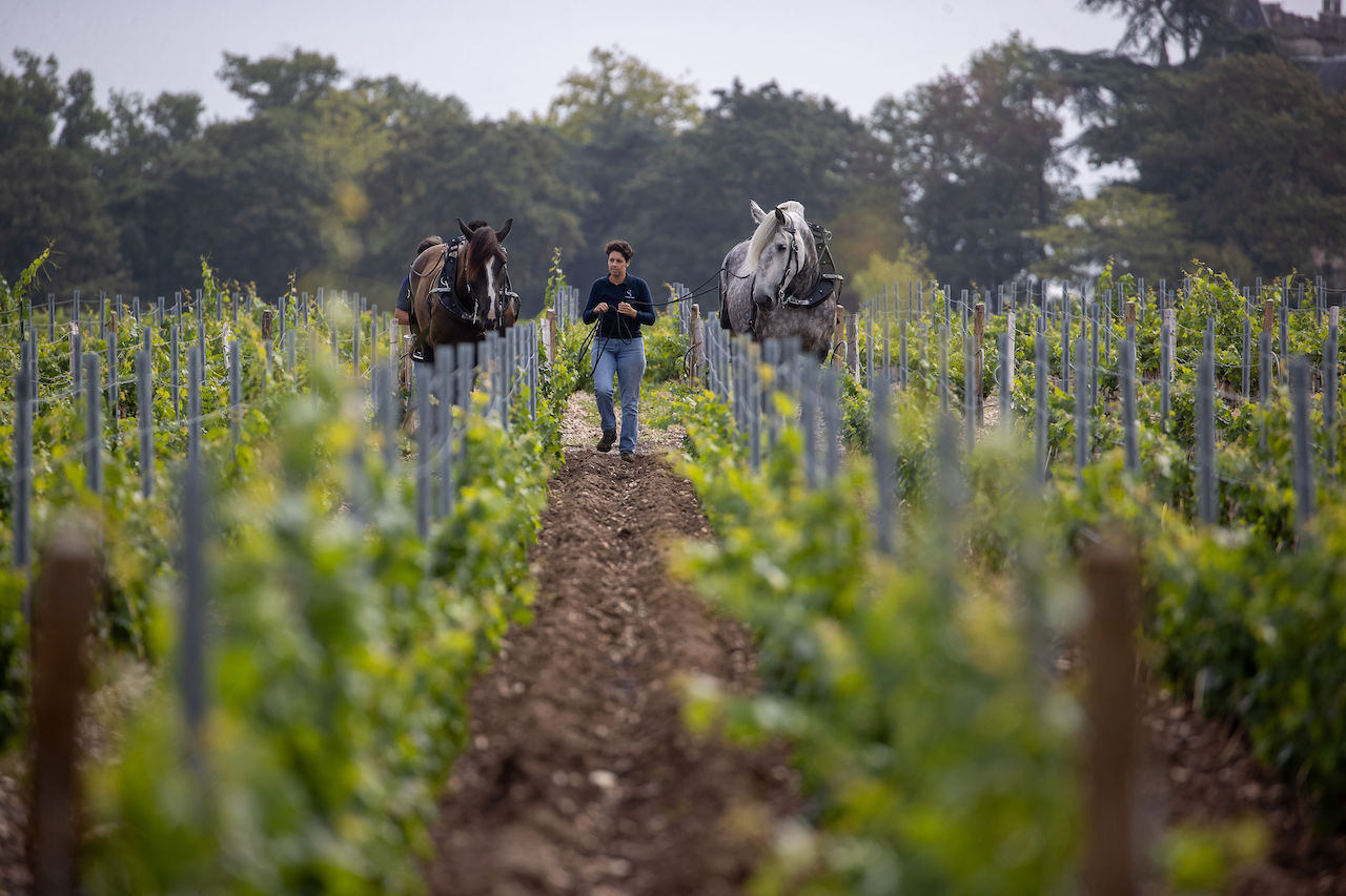Penfolds, Penfolds&rsquo; Global Expansion: From Australian Icon to French Winemaking Endeavours