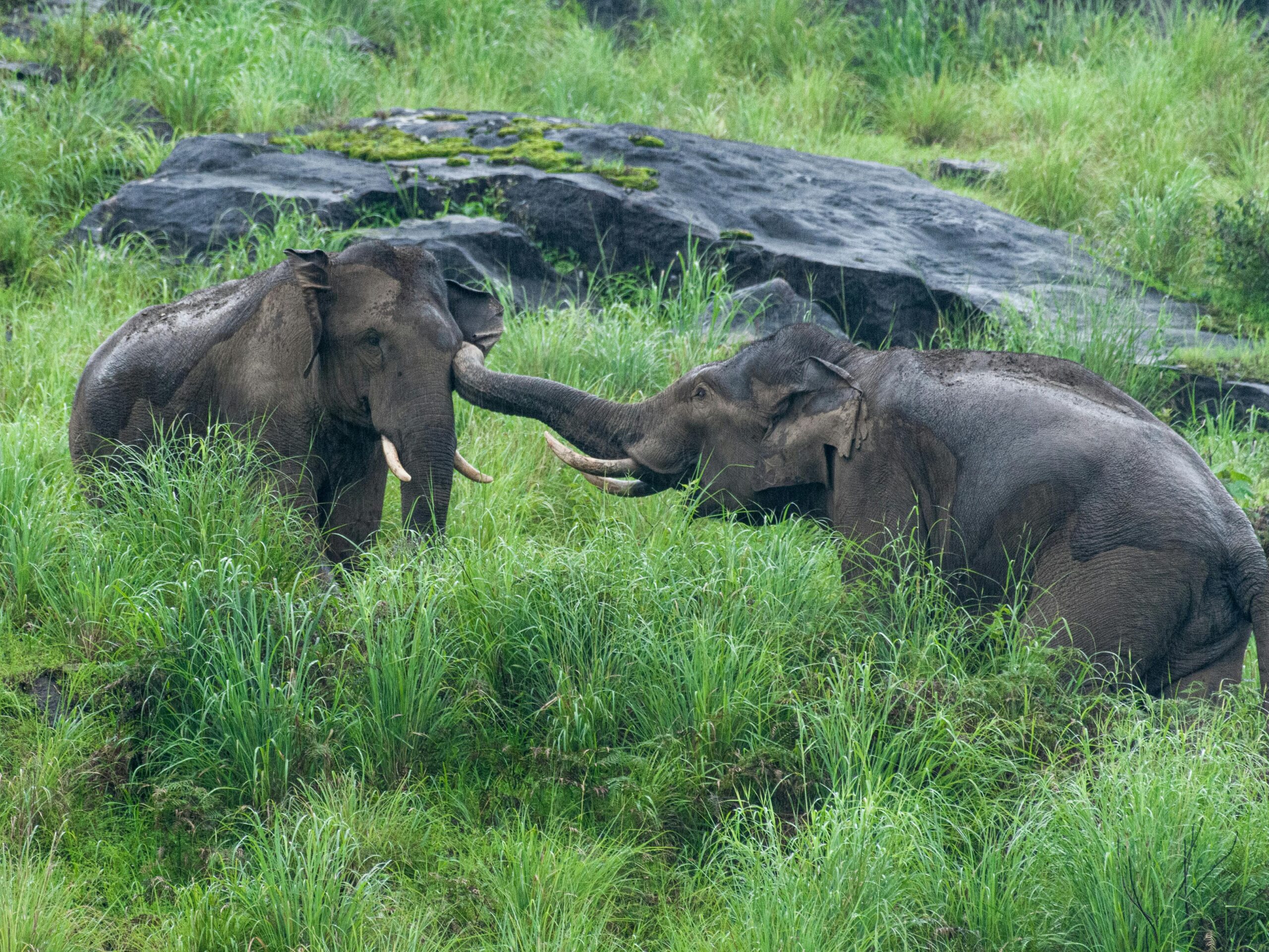 Bornean pygmy elephant in the rainforest at Danum Valley Sabah Malaysian Borneo