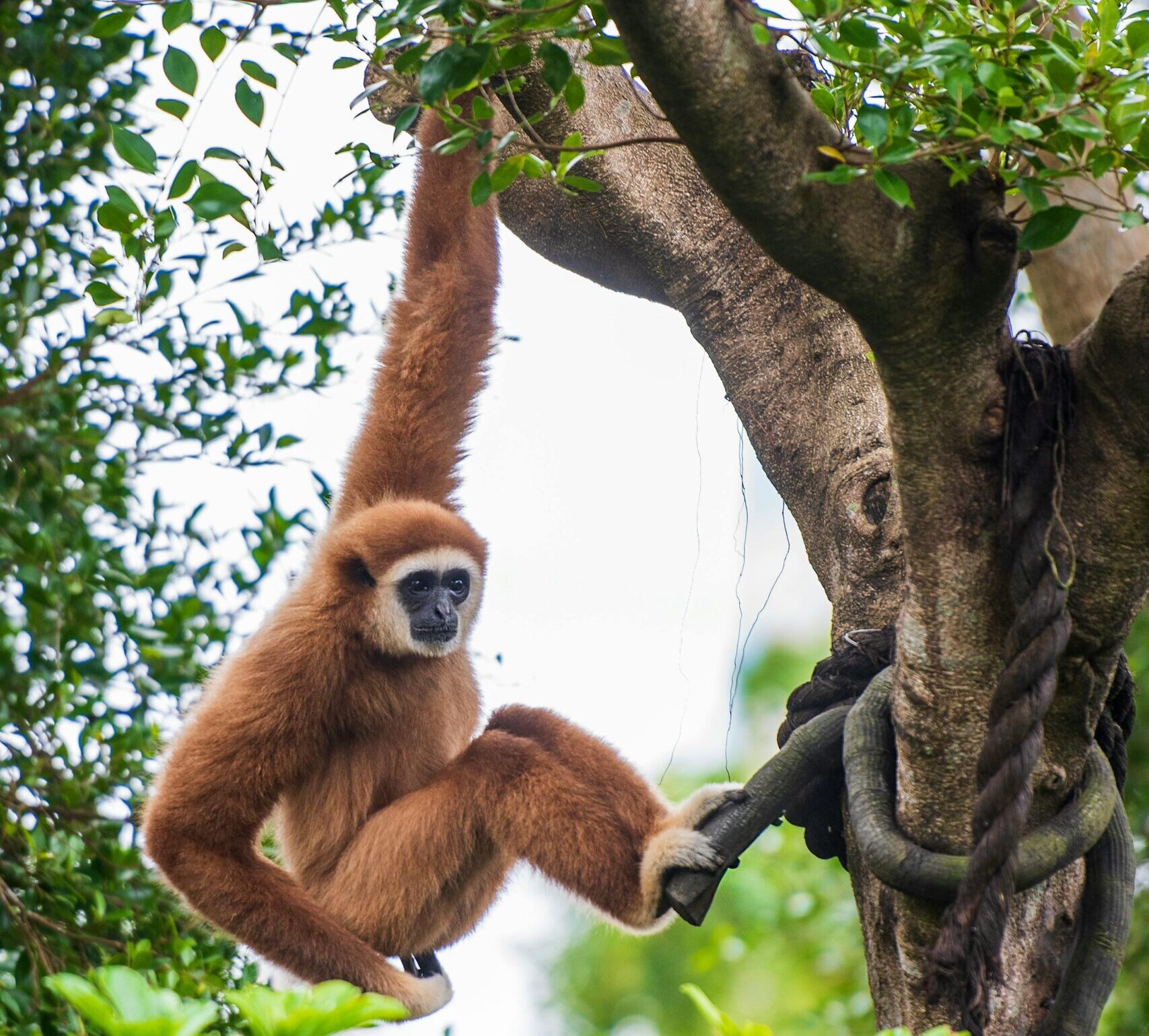 Gibbons in the forest canopy at Cat Tien National Park Vietnam