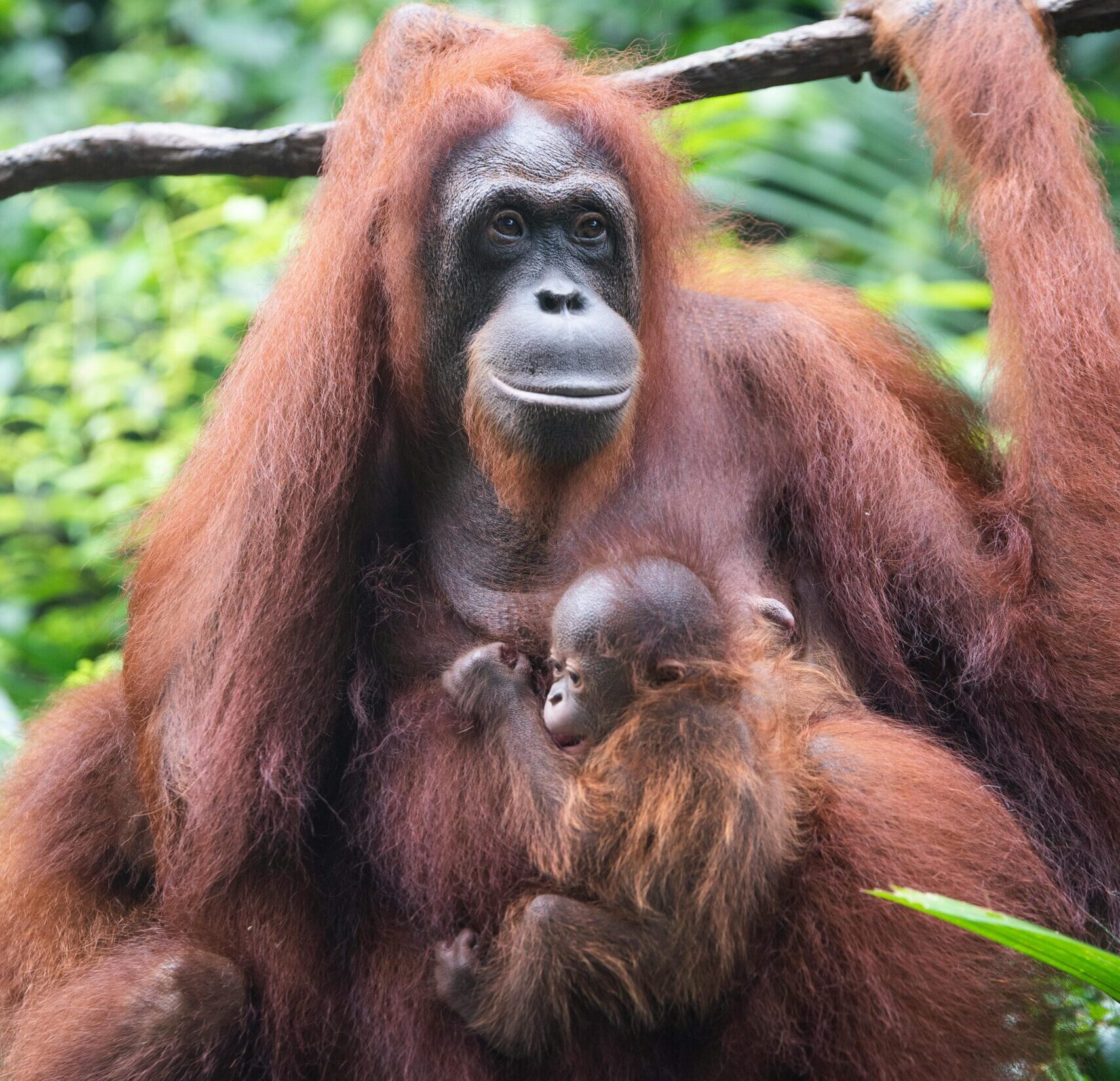 Orangutan in the rainforest canopy at Bukit Lawang, North Sumatra