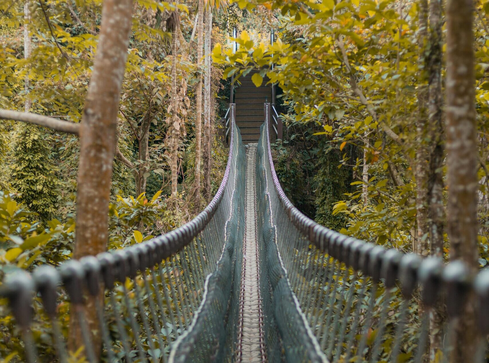 Canopy walkway suspended above rainforest in Taman Negara Malaysia