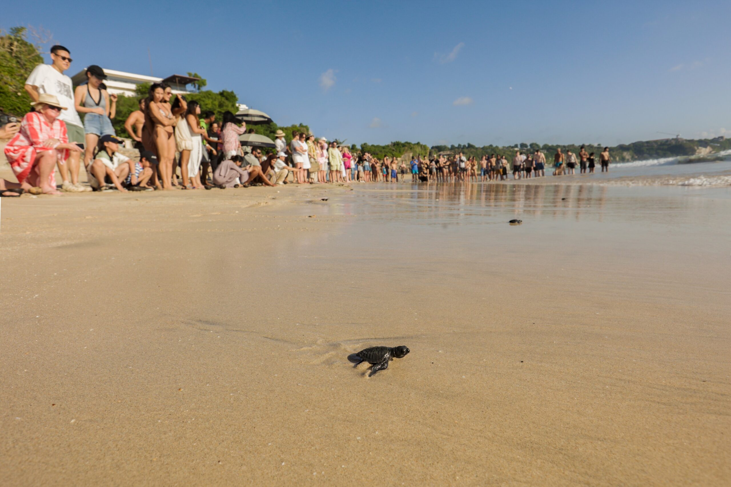 sea turtle conservation jumeirah bali