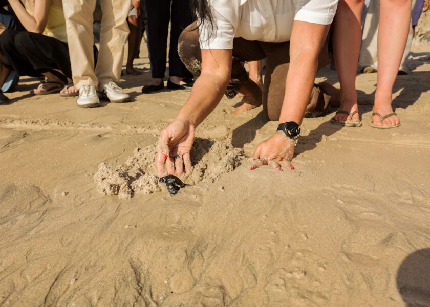 sea turtle conservation jumeirah bali