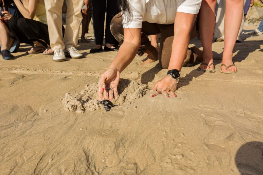 sea turtle conservation jumeirah bali