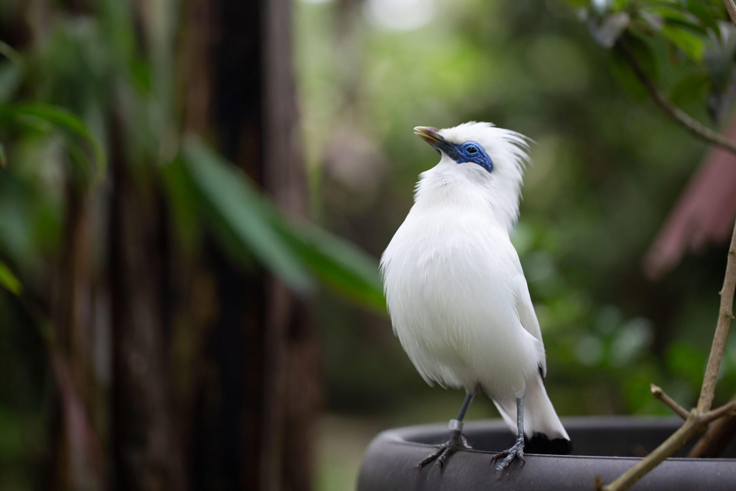 anantara ubud payangan, Anantara Ubud Bali Resort Launches Wings & Roots of Payangan Culinary and Cultural Journey in Bali