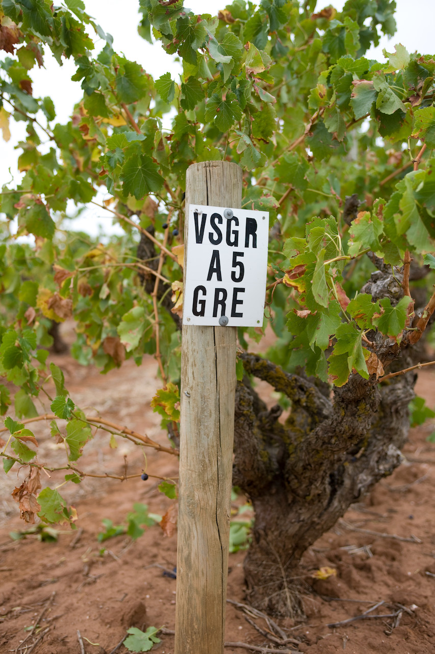 grenache, The Grenache Renaissance: Penfolds on the Evolution Of This Historic Grape