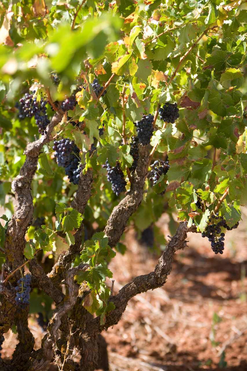 grenache, The Grenache Renaissance: Penfolds on the Evolution Of This Historic Grape