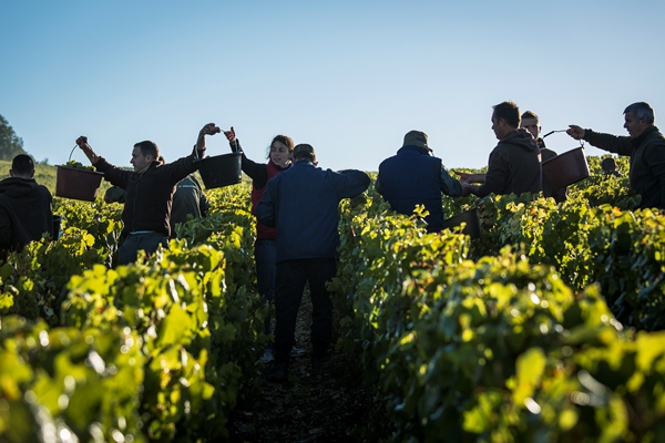 , The evolution of Chablis